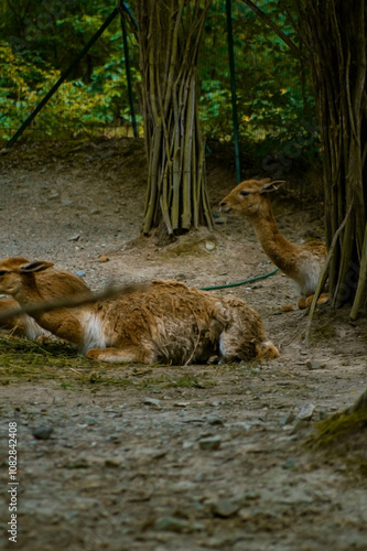 Several llamas lie on the grassy ground in a fenced enclosure made of wooden stakes and metal mesh. Their warm brown coats blend with the green foliage