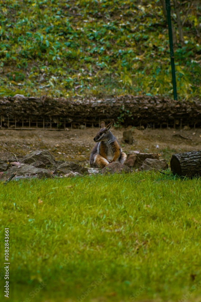 A kangaroo sitting on green grass with a forest backdrop. Its strong hind legs are bent, and its front paws rest on its chest. A kangaroo sitting on green grass with a forest backdrop. Its strong hind legs are bent, and its front paws rest on its chest.