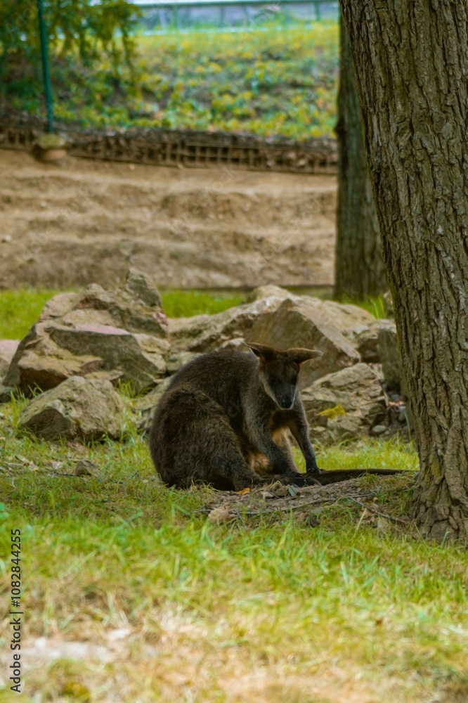 Obraz premium A kangaroo sitting on green grass under the shade of a large tree. Its strong hind legs are bent, and front paws are folded on its chest.