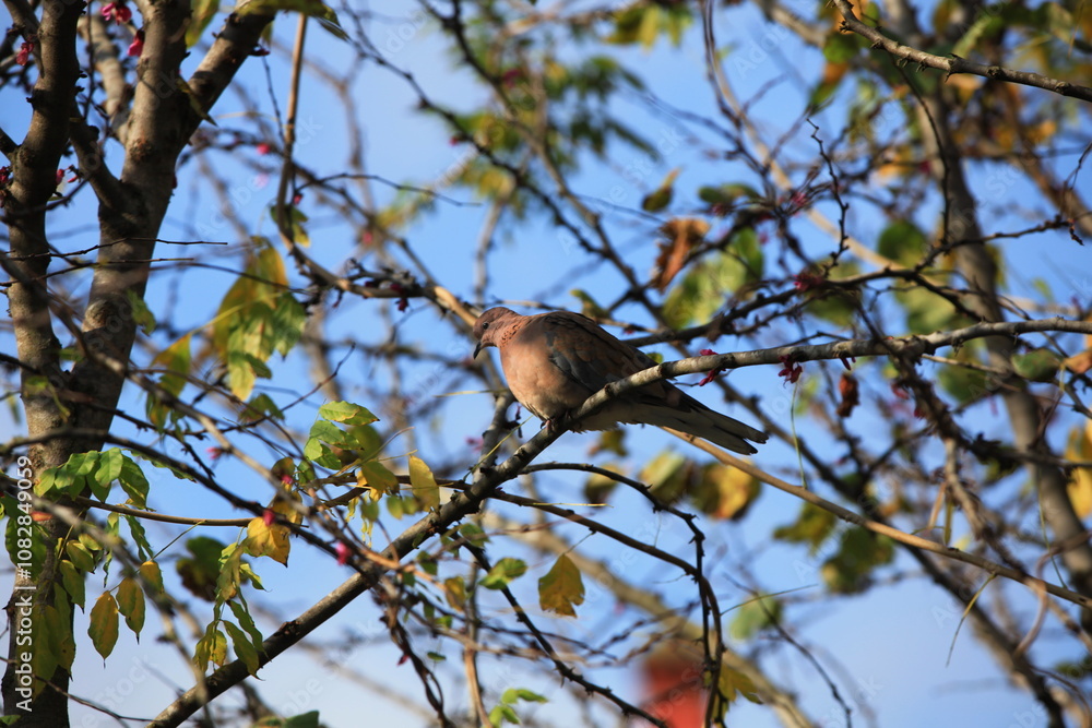 Obraz premium bird on a branch