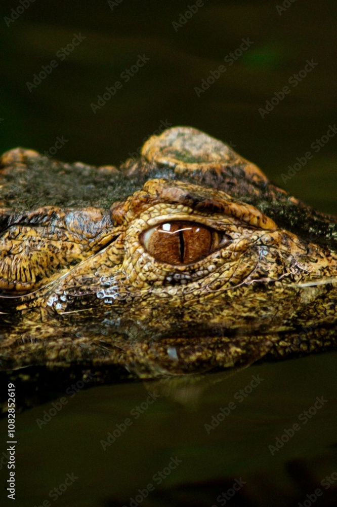  a crocodile partially submerged in water. Its dark brown scaly skin blends with the color of the water, creating a camouflage effect.