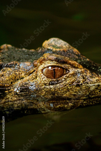  a crocodile partially submerged in water. Its dark brown scaly skin blends with the color of the water, creating a camouflage effect.