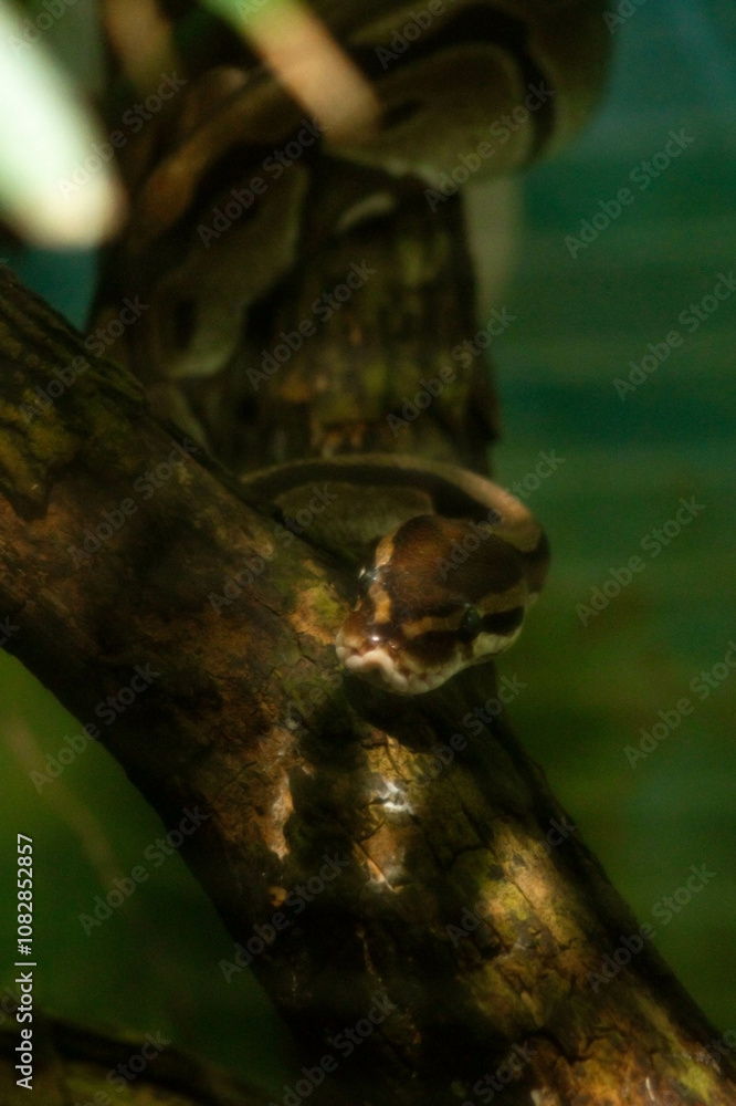 snake coiled around a tree branch. Its body is colored in brown and yellow shades, allowing it to blend in with the bark. snake coiled around a tree branch. Its body is colored in brown and yellow shades, allowing it to blend in with the bark.