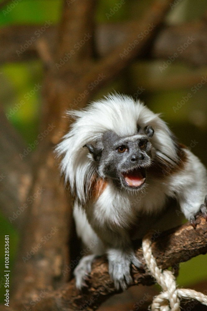 a small monkey perched on a branch. This particular monkey has striking features, including a fluffy mane of white fur that resembles a lion's mane. a small monkey perched on a branch. This particular monkey has striking features, including a fluffy mane of white fur that resembles a lion's mane.