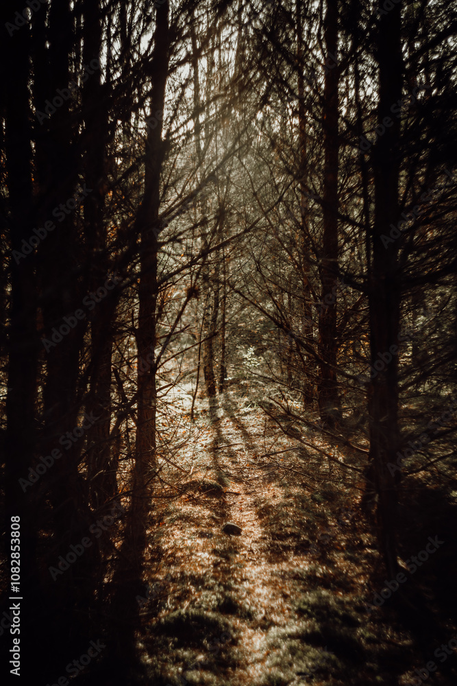 Obraz premium Las jesienią