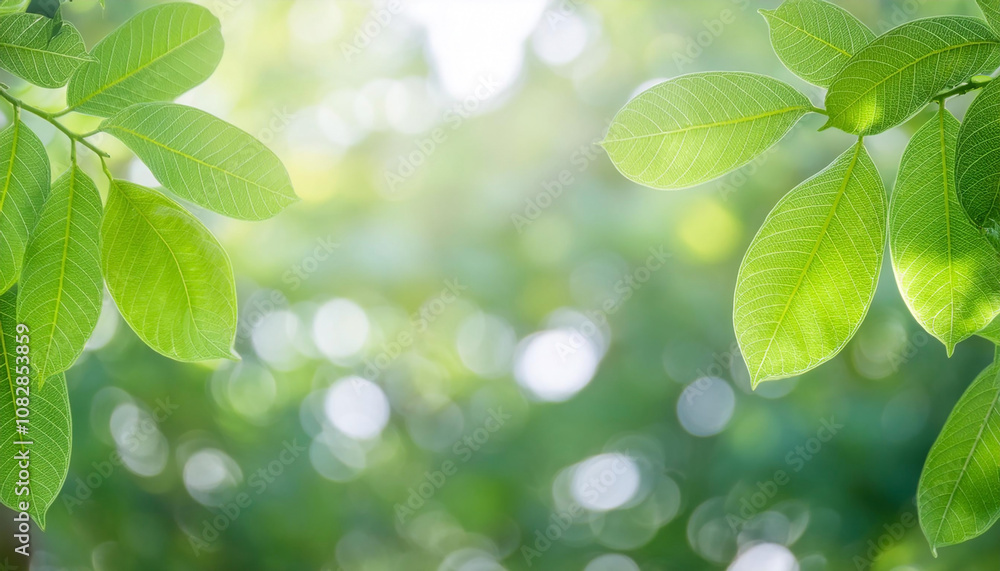 Fresh Green Leaves with Sunlight and Natural Bokeh Background Fresh Green Leaves with Sunlight and Natural Bokeh Background