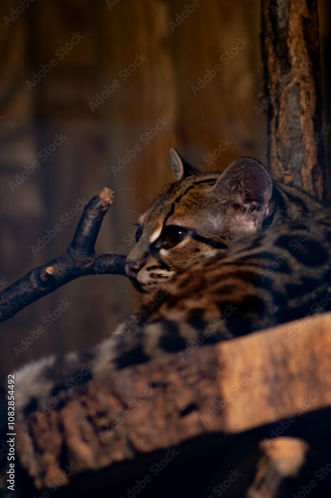 Obraz premium A wild cat with spotted fur rests on a tree branch, its back to the camera. The warm brown and beige fur with dark spots creates a striking pattern.