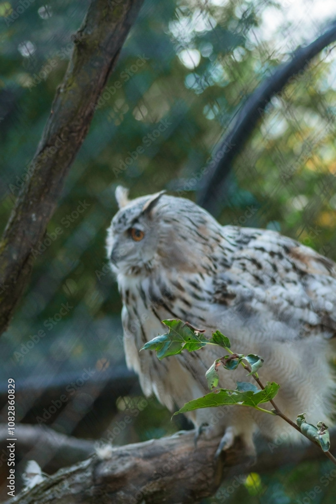 A light-colored owl with speckled white and brown plumage perches on a branch, partially hidden by leaves. Its fluffy feathers add charm, while background netting suggests an enclosed A light-colored owl with speckled white and brown plumage perches on a branch, partially hidden by leaves. Its fluffy feathers add charm, while background netting suggests an enclosed