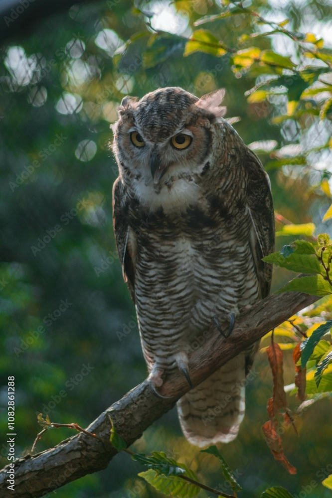 a close-up view of an owl perched on a thick, textured branch. The owl's large, round yellow eyes dominate its face, conveying an inquisitive expression. a close-up view of an owl perched on a thick, textured branch. The owl's large, round yellow eyes dominate its face, conveying an inquisitive expression.
