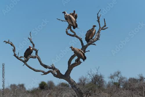 White Backed vultures perched in a tree patiently waiting for an opportunity to descend onto a carcass photo