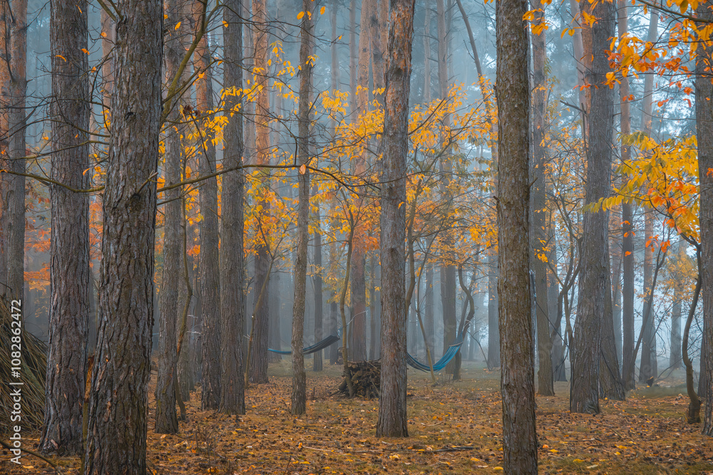 Fototapeta premium magical autumn deciduous coniferous forest in the morning. autumn in the forest, yellow leaves lying on the forest floor. hammocks in trees. a quiet place to rest in the countryside.