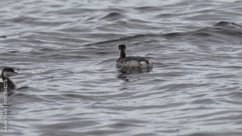 A small bird swims on a strong wave. The horned grebe or Slavonian grebe (Podiceps auritus) is a relatively small and threatened species of waterbird in the family Podicipedidae.