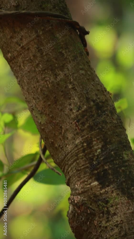 Goa, India. Two Tree Trunks With Ragged Bark Is Cinnamomum Zeylanicum. Tilt Goa, India. Two Tree Trunks With Ragged Bark Is Cinnamomum Zeylanicum. Tilt