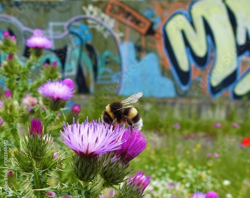 Bombus Callejeros photo