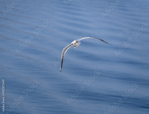 Sea gulls in the Ionian Sea in Greece