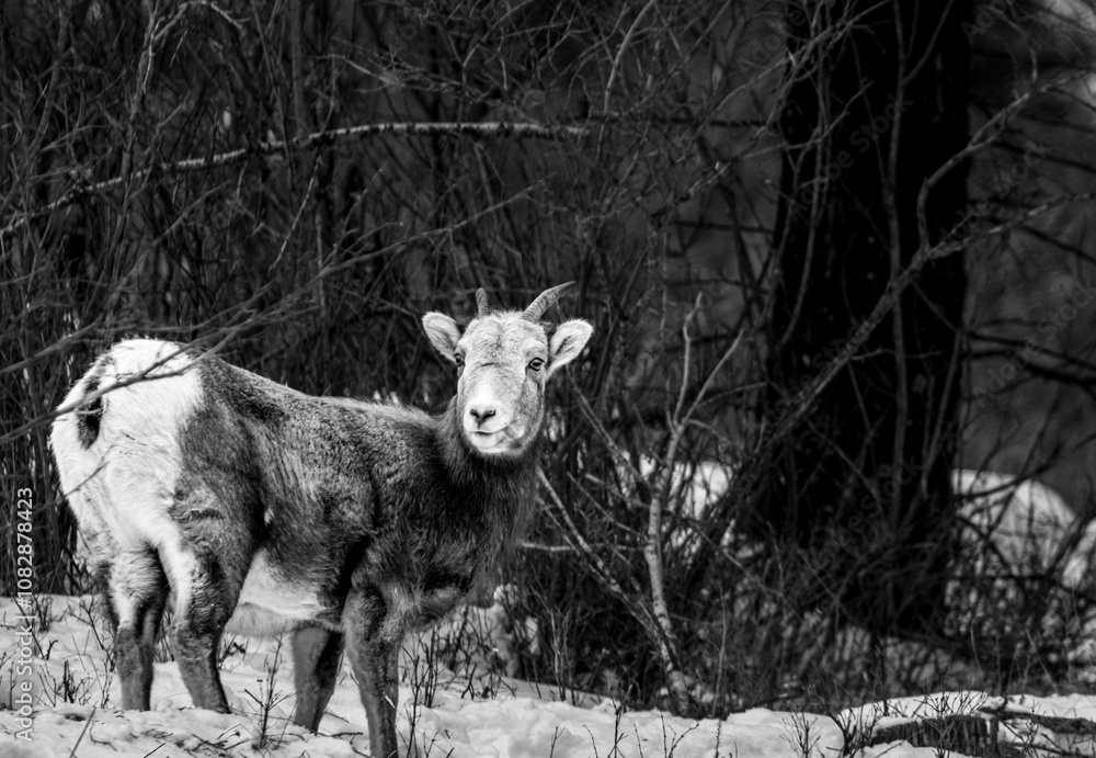 Fototapeta premium Wintering Ewe.jpg