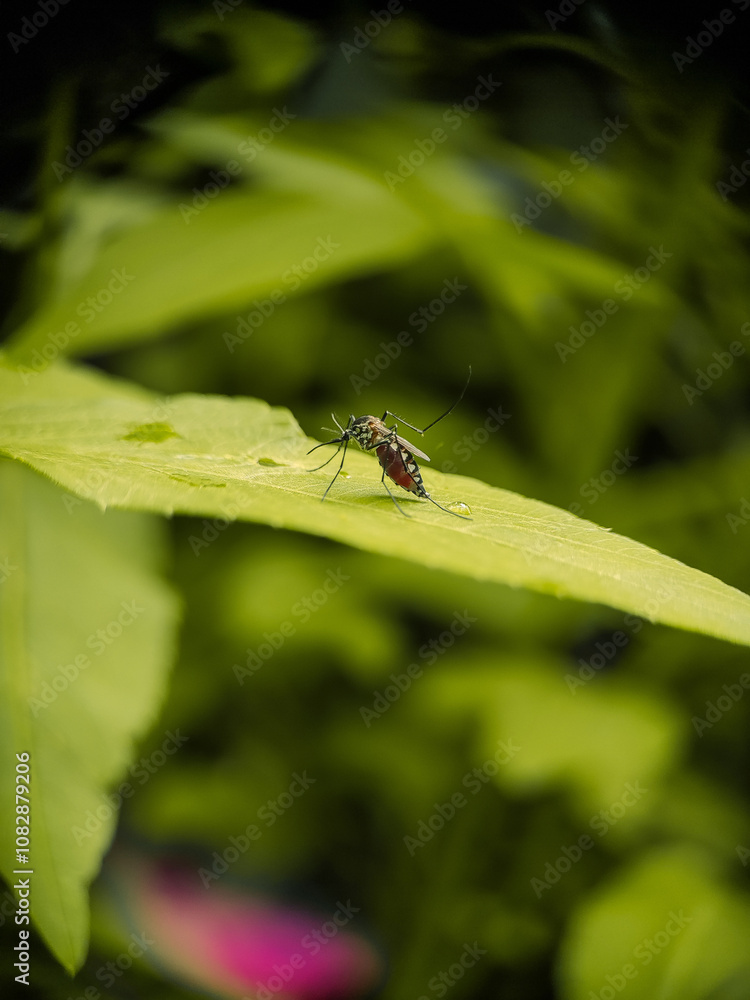 mosquito on a leaf