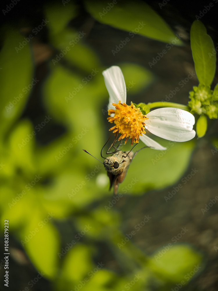 skipper butterfly on a flower skipper butterfly on a flower