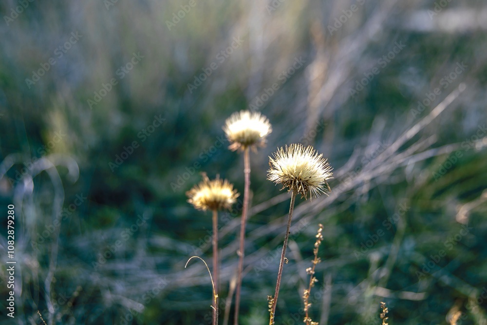 Three dried flowers in an autumn meadow with a soft blurred background — perfect for canvas printing and nature-inspired design Three dried flowers in an autumn meadow with a soft blurred background — perfect for canvas printing and nature-inspired design