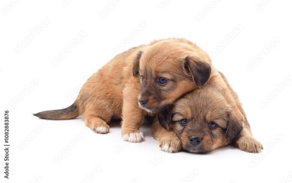 Two small dogs. Two small dogs.