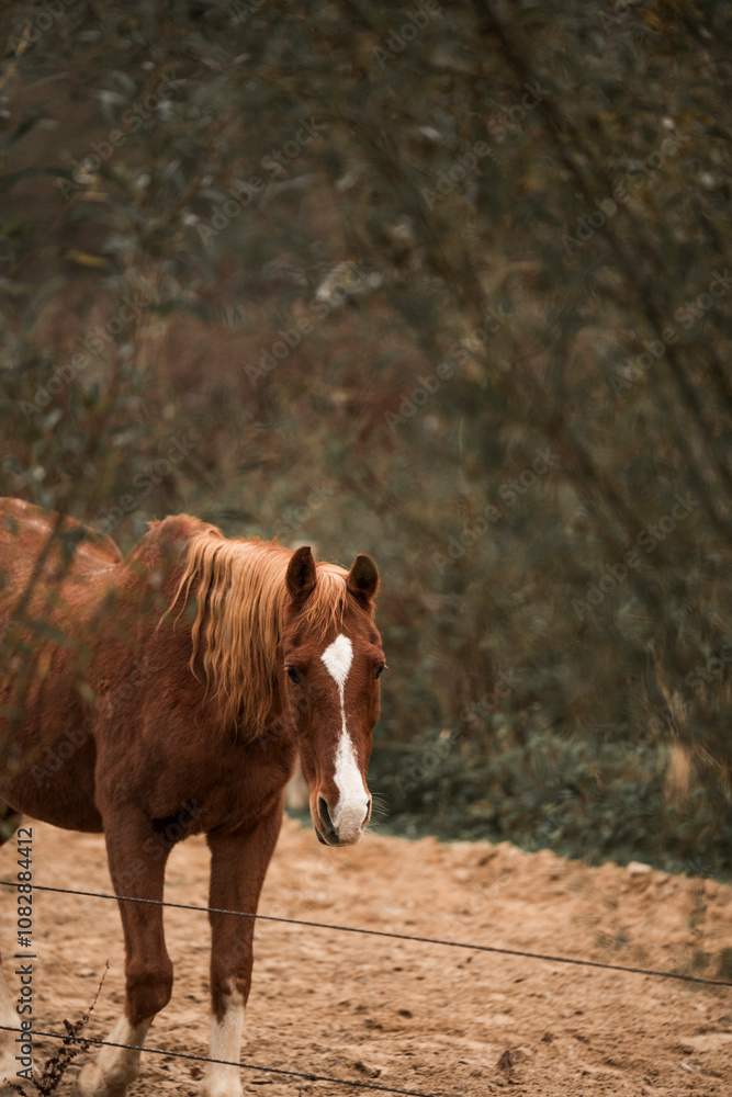 Fototapeta premium horse behind tree in natural setting and colours
