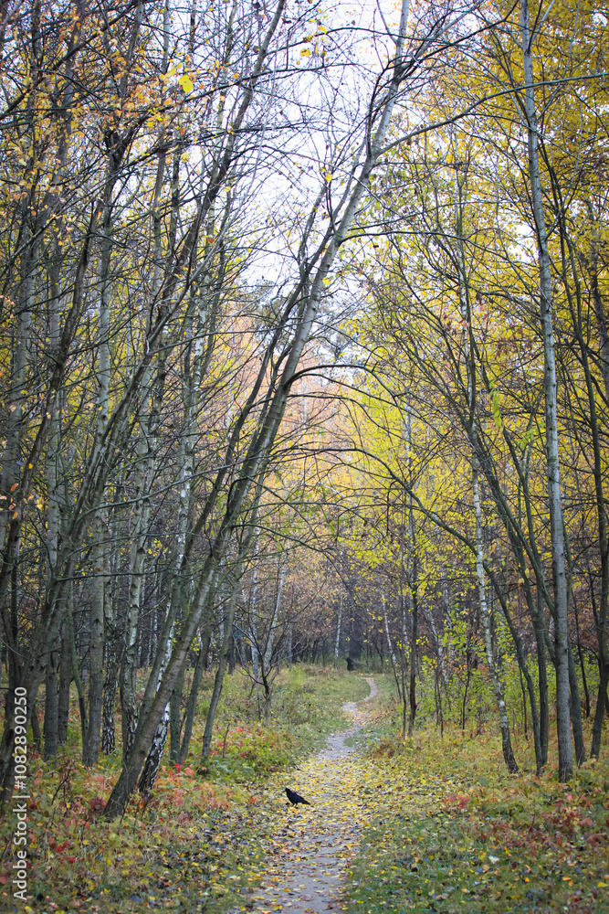 Obraz premium Autumn forest, trees with colorful leaves