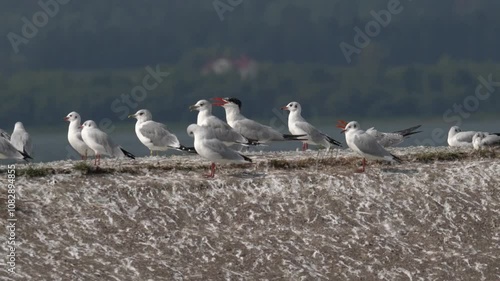 A flock of seagulls sits on the shore. The Caspian tern (Hydroprogne caspia) is a species of tern, with a subcosmopolitan but scattered distribution. 
