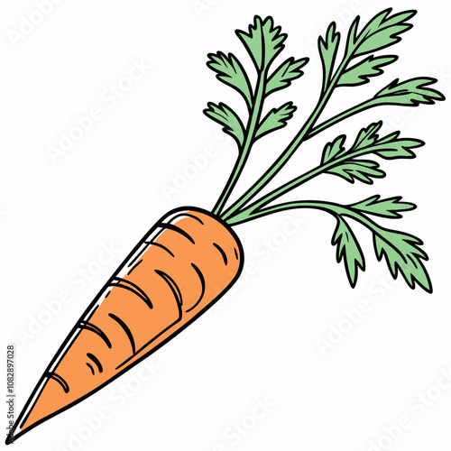 carrot isolated on white