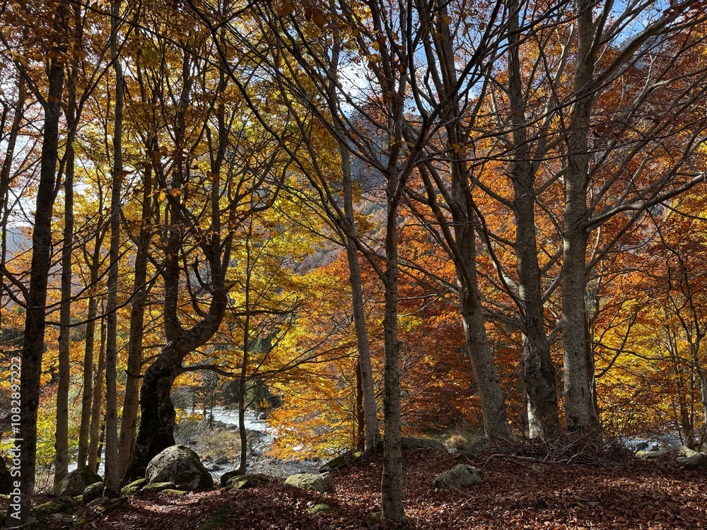 Fototapeta premium Hayedo abetal pirenaico en otoño
