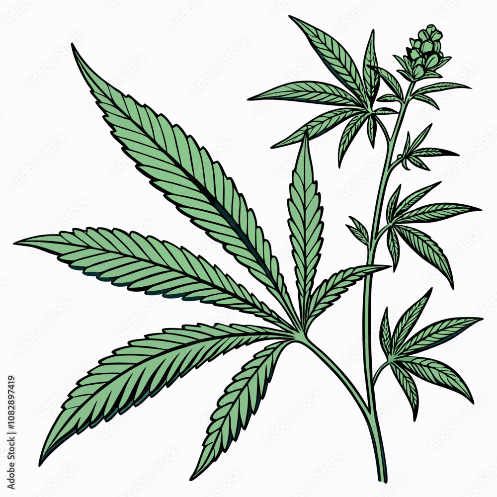 cannabis leaf isolated on white cannabis leaf isolated on white