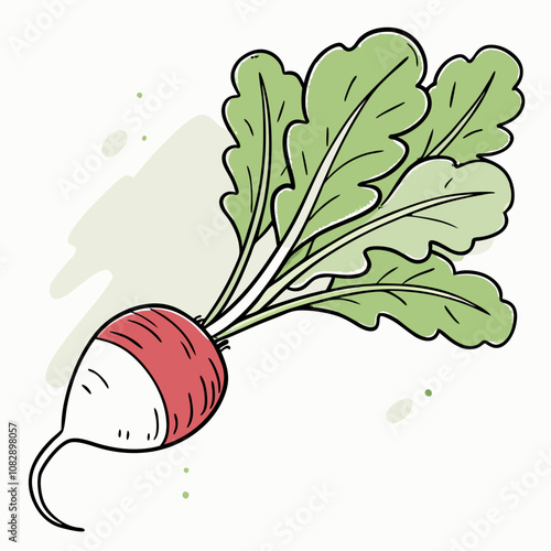 illustration of radish