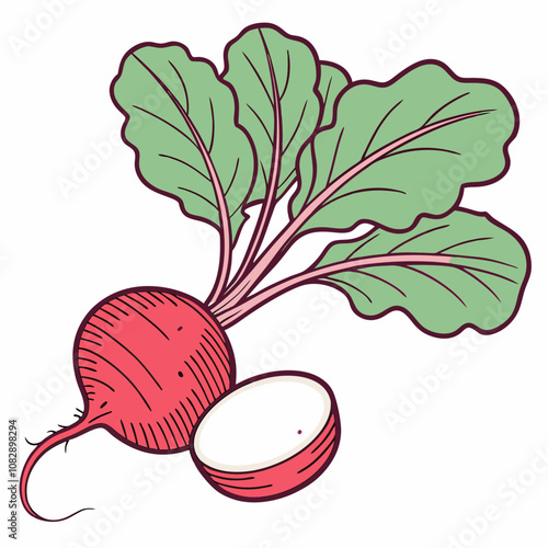 radish and lettuce