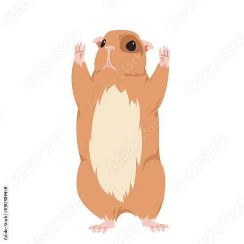 Guinea pig standing with paws up. Funny baby animal showing fat furry belly, front portrait of domestic cavy or brown hamster, little fluffy rodent with comic pose cartoon vector illustration