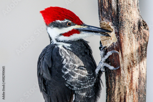 фотографія Pileated woodpecker on log