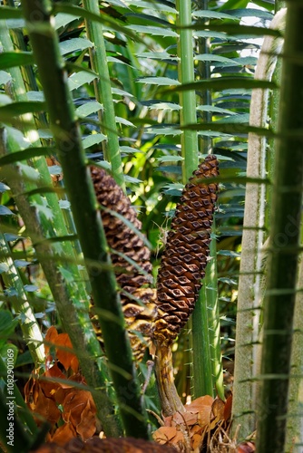 Encephalartos laurentianus shrub in the family Zamiaceae. Subtropical cycad evergreen palm with cones. Malele or Kwango giant cycad. Botanical garden Puerto de la Cruz, Tenerife. Nature concept. photo