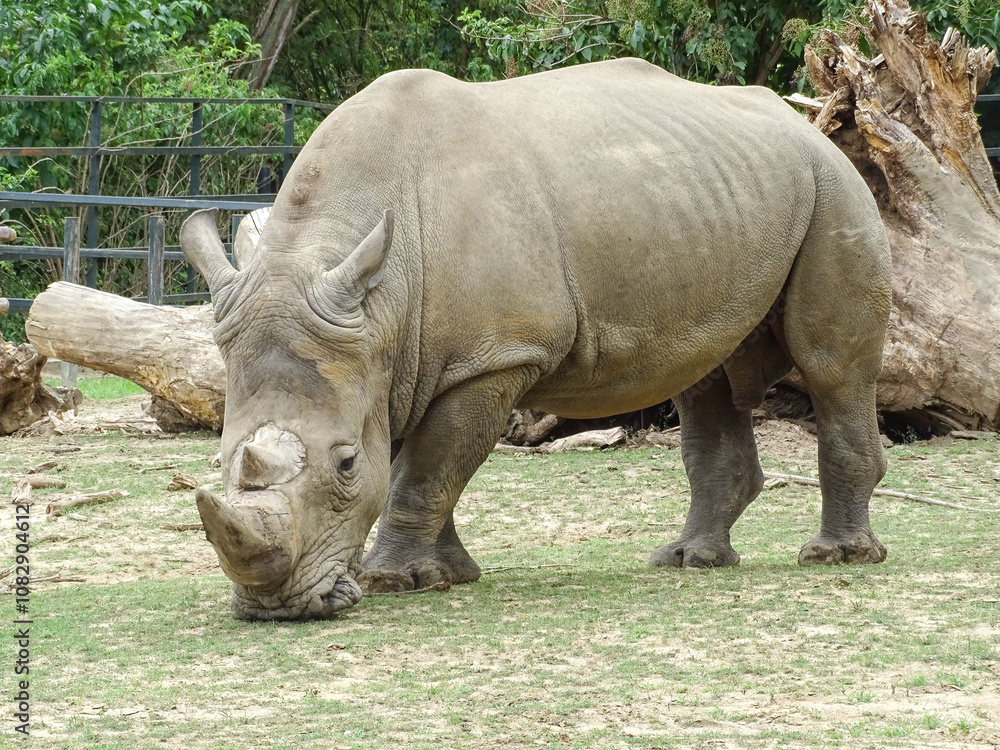 Obraz premium White rhinoceros at the zoo. Rhino