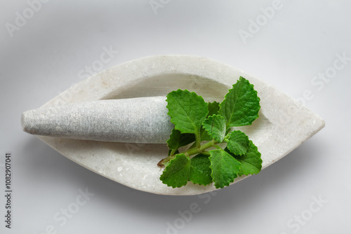 Close-up of fresh Organic Carom seeds (Trachyspermum ammi) or Ajwain leaves, on white marble mortar and pestle, isolated on a white background.  photo