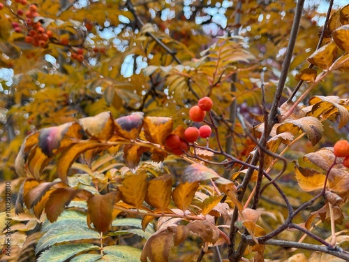 Red berries of Japanese Rowan in autumn. Selective focus on red ripe berries of Sorbus commixta in autumn. Bright red clusters of rowan close-up on the background of autumn yellow leaves. Rosaceae. photo