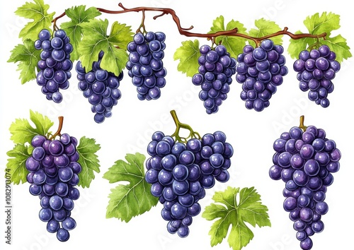 Hand drawn watercolor tasty summer grape fruits. Stock illustration.