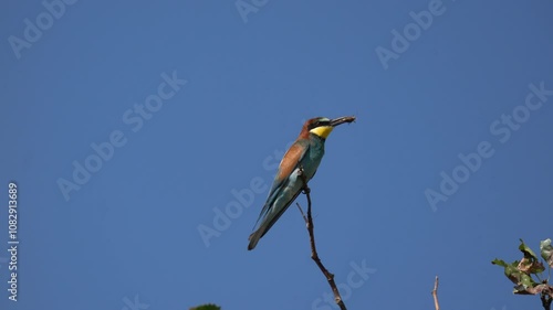 A beautiful multi-colored bird swings on a branch with an insect in its beak. The European bee-eater (Merops apiaster) is a near passerine bird in the bee-eater family, Meropidae.