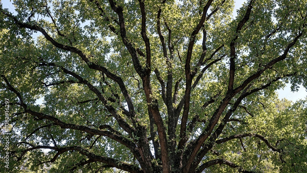 Obraz premium Lush tree canopy symbolizing unity