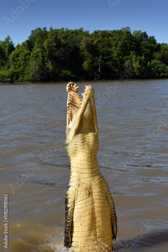 Принти на полотні jumping adult salt water crocodile at Adelaide River in Australia’s outback, Nor