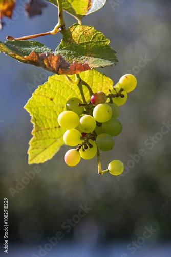 Fotografie bunch of grapes