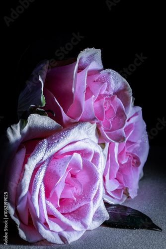 Pink Roses
