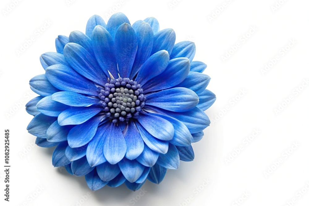 Obraz premium Blue flower isolated on white background aerial view