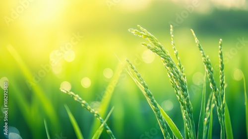 Green grass, natural outdoors. Spring and Summer Background. Lush green paddy in rice field with bokeh