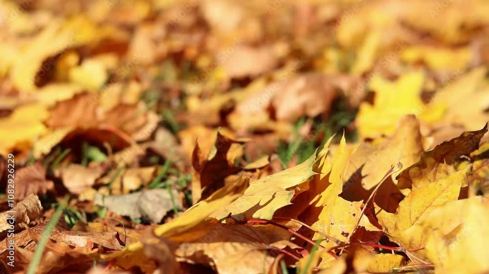 Wind blows and turns over fallen yellow leaves. Autumn leaves close-up in windy weather in the park. Fallen autumn leaves. Nature background. Autumn background. Windy weather Wind blows and turns over fallen yellow leaves. Autumn leaves close-up in windy weather in the park. Fallen autumn leaves. Nature background. Autumn background. Windy weather