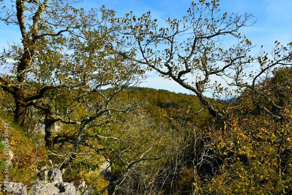 Downy oak (Quercus pubescens) trees in autumn Downy oak (Quercus pubescens) trees in autumn