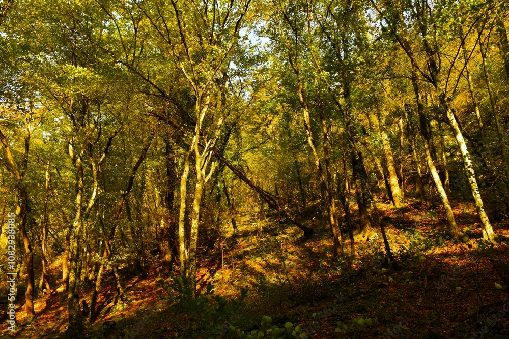 Fototapeta premium Autumn broadleaf, temperate, deciduous forest
