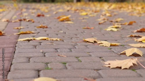 Leaves on a tiled path. The wind blows and turns over fallen yellow leaves. Autumn leaves close-up in windy weather in the park. Fallen autumn leaves. Nature background. Windy weather